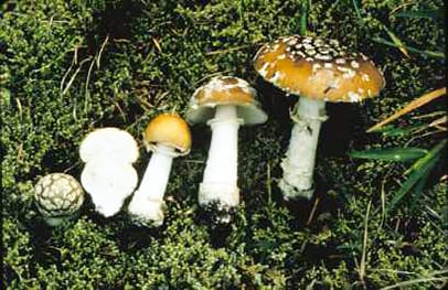 Amanita pantherina mushroom