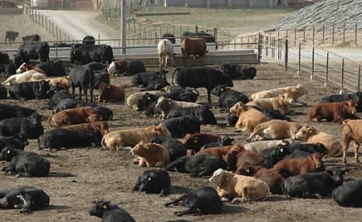 cattle-feedlot-406
