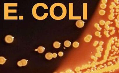 ecoli026_406x250