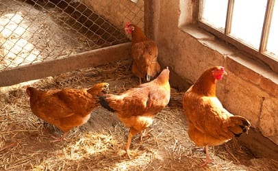 hens-in-hen-house-406