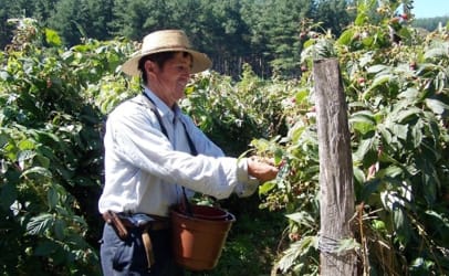 manual raspberry harvest in Chile