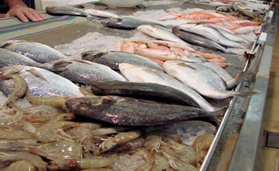 Fresh fish market