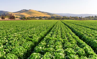 http://www.dreamstime.com/royalty-free-stock-photo-lettuce-field-salinas-valley-california-image30659265