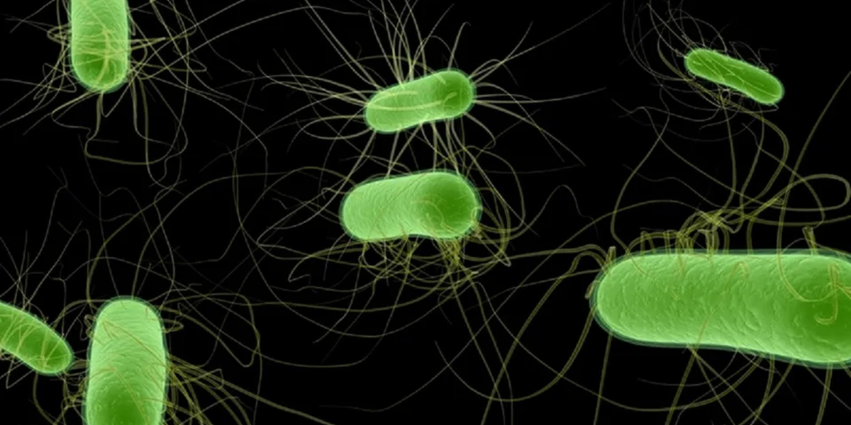 HUS cases hit new low in Argentina - Food Safety News thumbnail