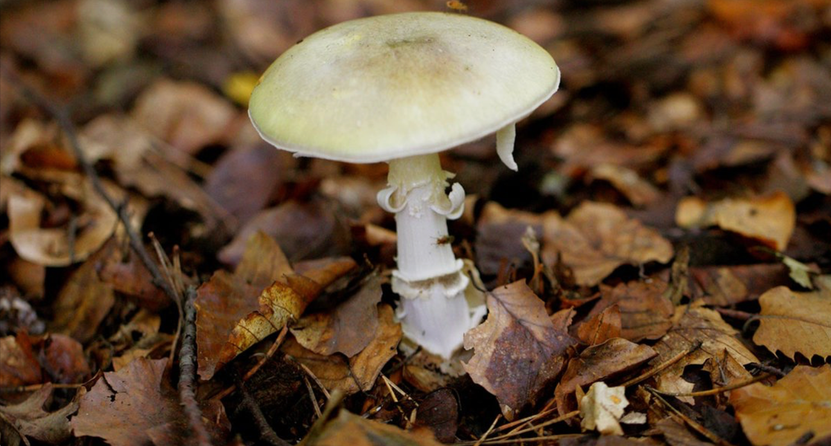 California wild mushroom outbreak has killed four