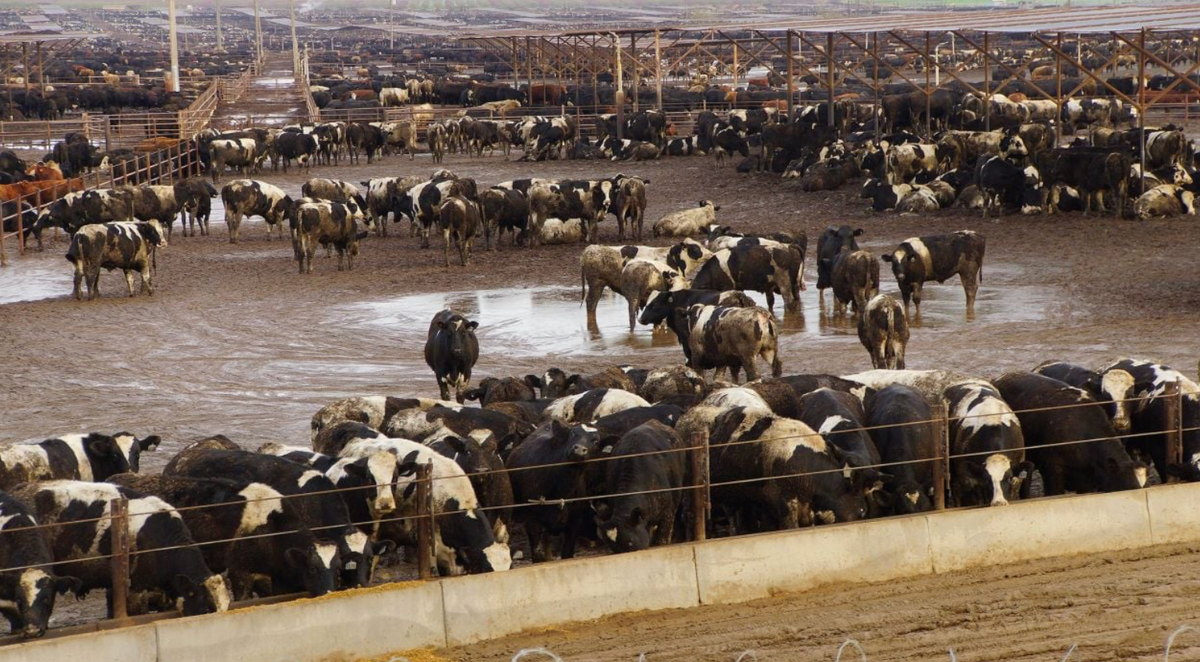 foodsafetynews.com - Guest Contributor - Why factory farms are a major threat to food safety