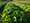 Publisher's Platform: The FDA Closed the 2024 Romaine E. coli Outbreak Without Naming Taylor Farms. Sixteen Months Later We Are Counting Eighteen Thousand Cyclospora Cases.