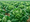 Publisher's Platform: Reap What You Sow