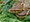 We Made the Everglades a Python Buffet. We’re Doing the Same Thing to the Salad Bar.