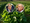 Publisher's Platform: The Fifty-State Cyclospora Count Is 20,927 This Morning. The President Has Said One Thing About It. The Secretary Says It Is Under Control. Here Is What They Should Have Said Instead.
