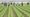 Sunday Edition: Farm Bill 2.0