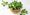 Cheese and lettuce behind French Cryptosporidium outbreaks