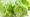 More than 6,000 patients identified in Cyclospora outbreak linked to Taylor Farms lettuce