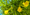 FDA warns against more products with toxic yellow oleander