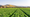 FDA announces targeted leafy green sampling in the Salinas Valley
