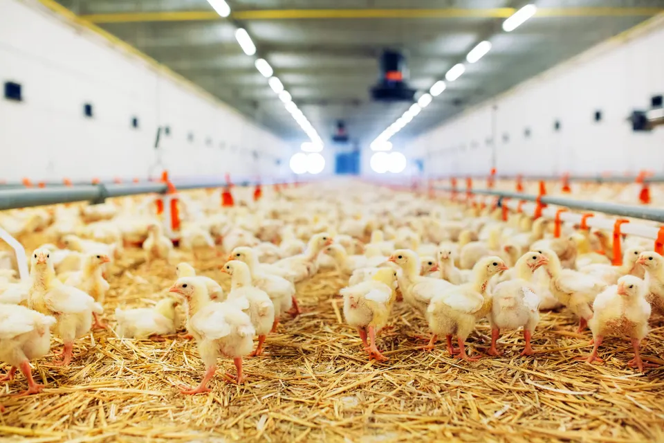Poultry litter case isn't over yet