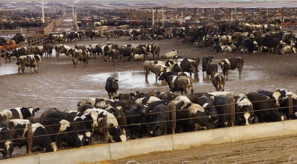 Why factory farms are a major threat to food safety