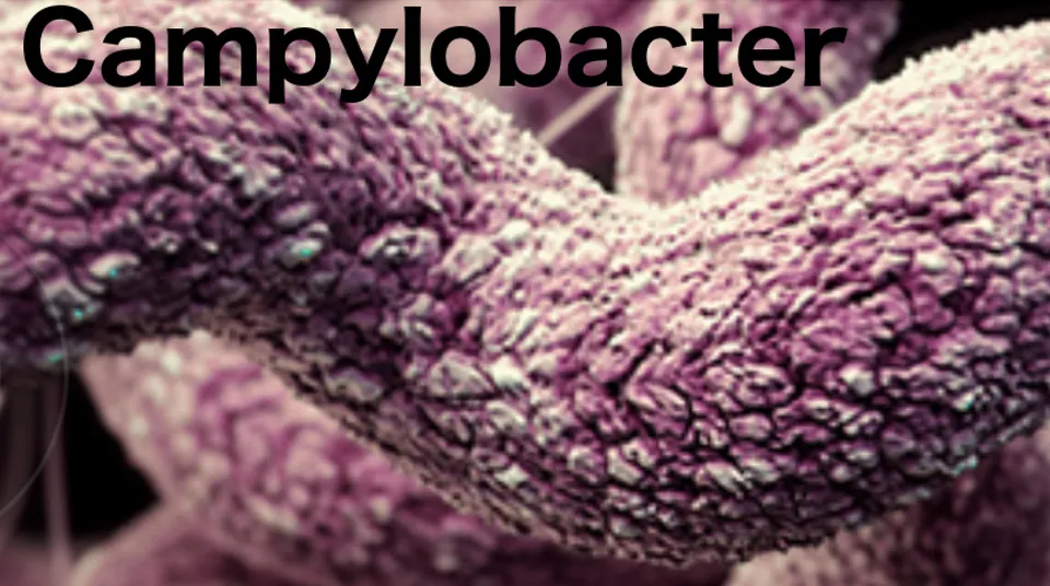 Scientists analyze spread of Campylobacter