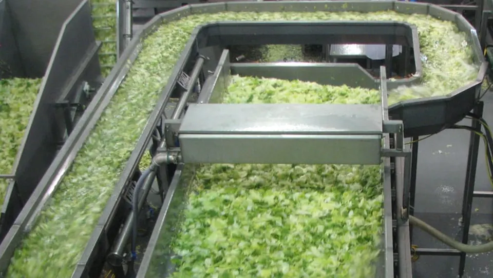 FDA Probes Cyclospora Outbreak Linked to Mexican Lettuce Recall