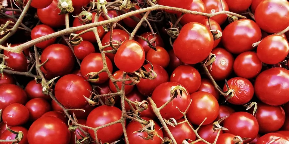 Tomato use suspended as Italy tackles Salmonella outbreak