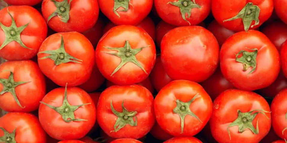UK links Salmonella outbreak to Moroccan tomatoes