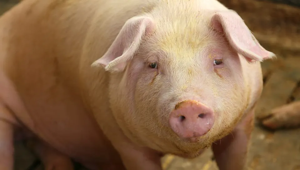 Officials in Arizona investigating E. coli outbreak linked to petting zoo at state fair