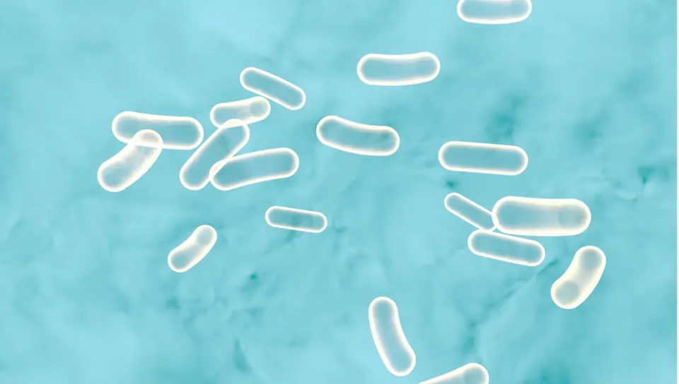 Salmonella and STEC behind most outbreaks in Scotland