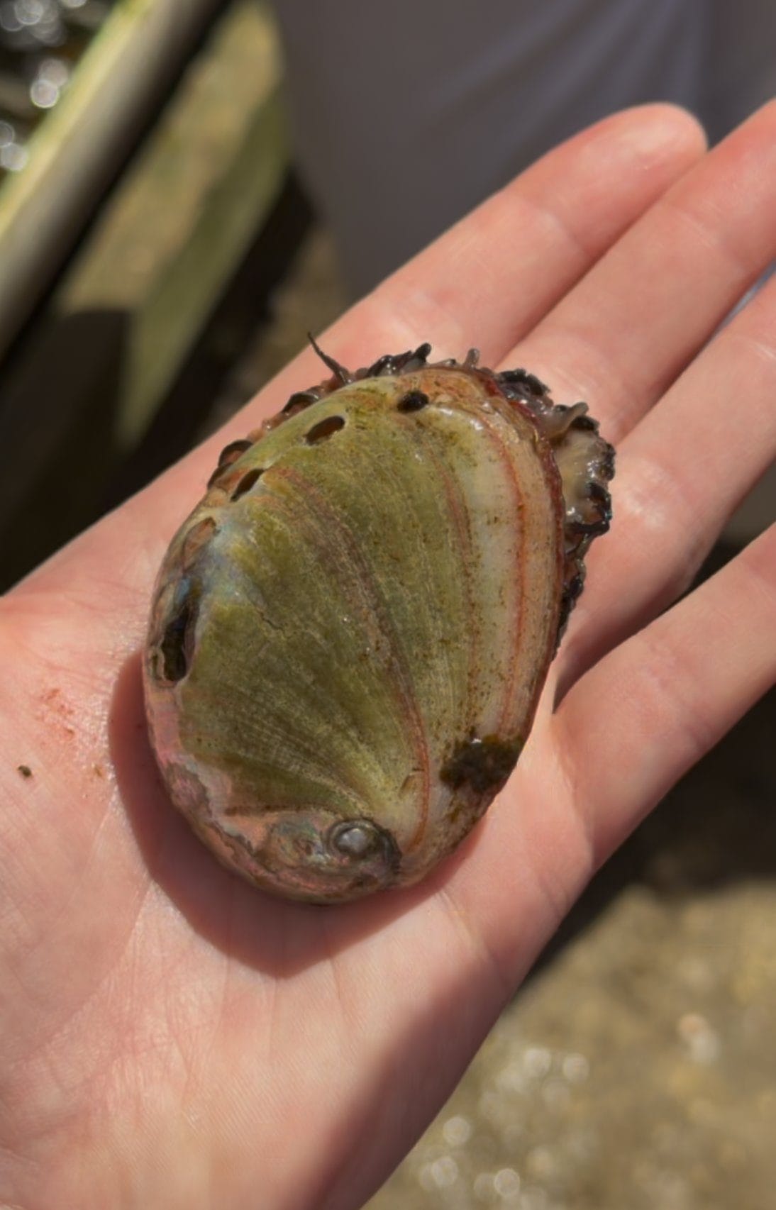 California red abalone shell showing green and red growth bands from kelp and seaweed diet