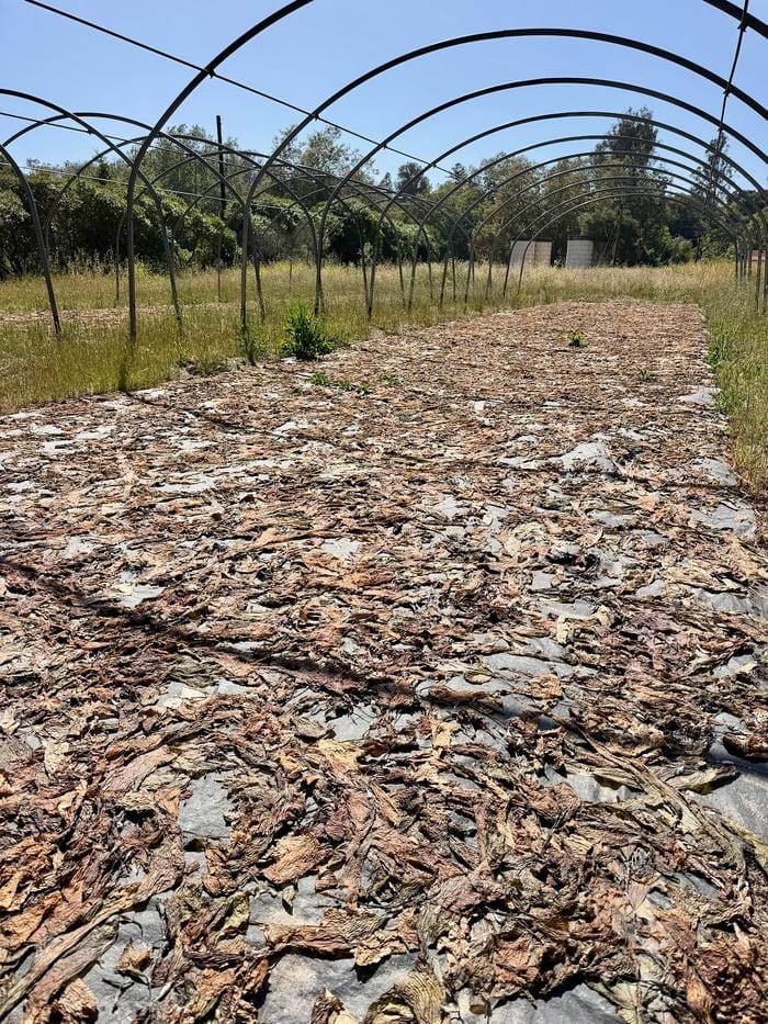 Giant kelp drying at the Cultured Abalone Farm in Goleta California used as backup abalone feed