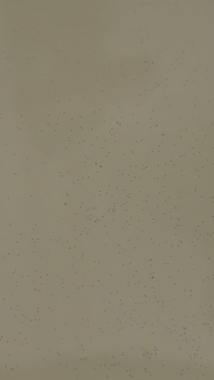 Microscopic red abalone larvae at the Cultured Abalone Farm hatchery in Goleta California