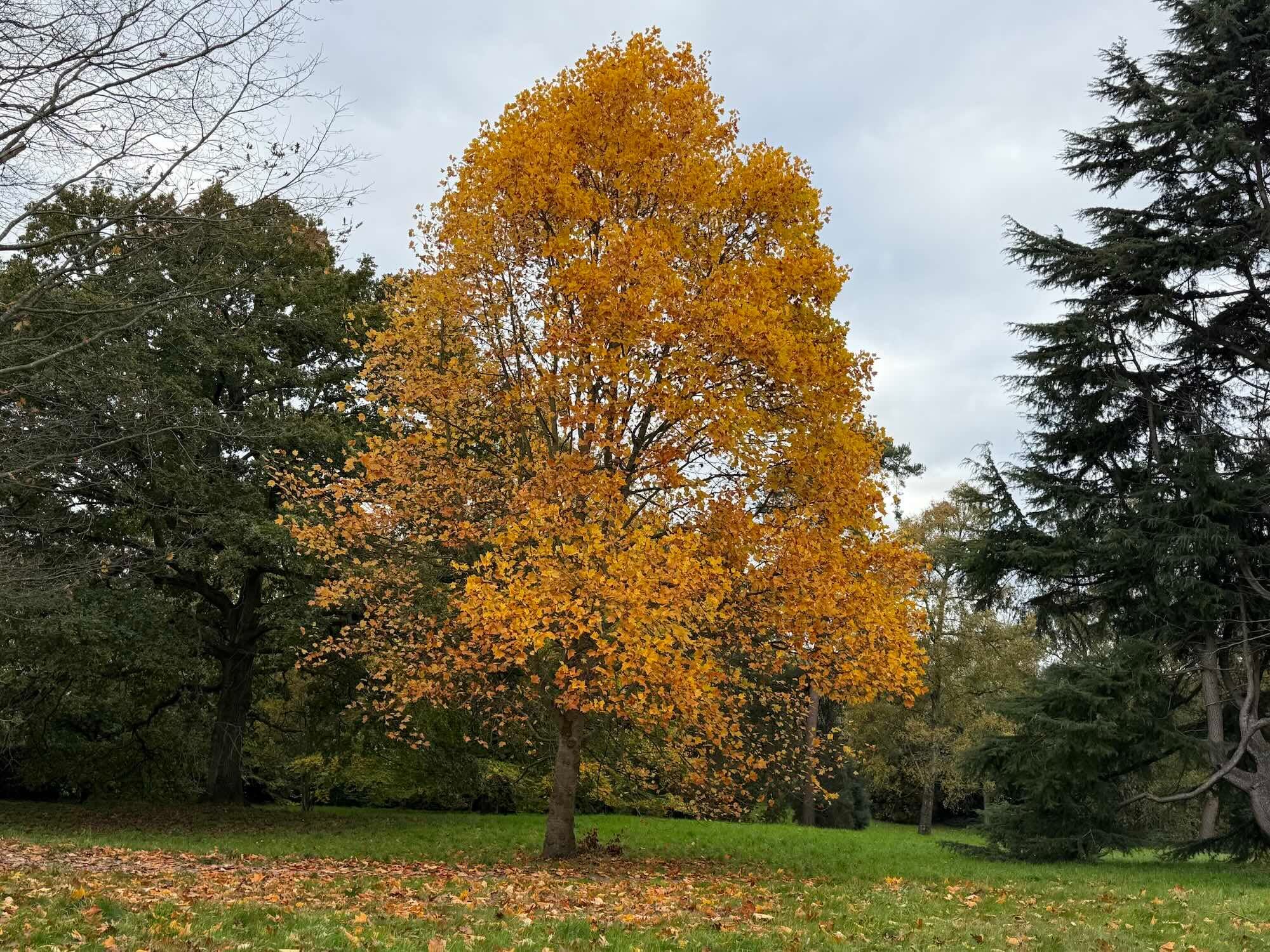 Autumn, Goodness, & Gratitude feature image