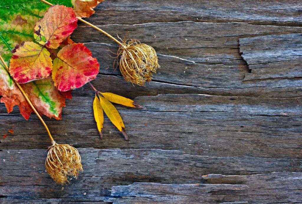 Looking for Autumnal Inspiration for Your Home?