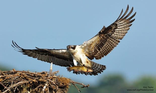Great Backyard Bird Count: Feb 13-16 - Highline Neighbors Invited to Help Save Birds