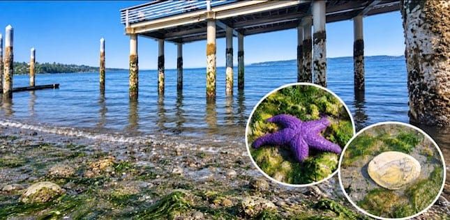 Redondo and Dash Point Showcase the Beauty of Summer's Lowest Tides