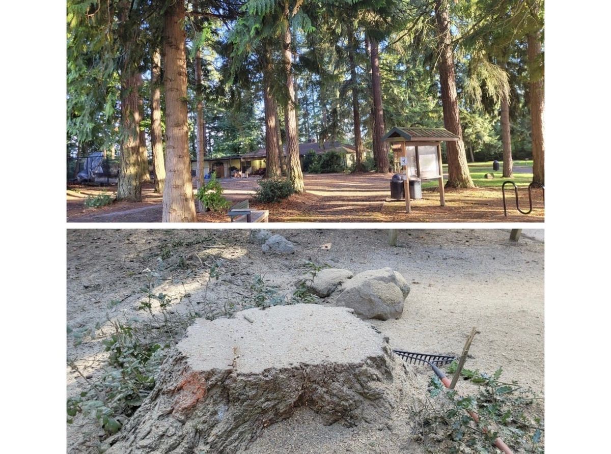 Port Sticks to Plan: Six Mathison Park Trees Swiftly Removed