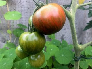 Harvesting Unripened Tomatoes