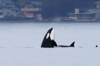 Visiting Orcas 'Spyhop' at Three Tree Point on April 1 - No Fooling!