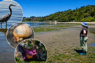 Beach Naturalists Return for Summer Low Tide Adventures