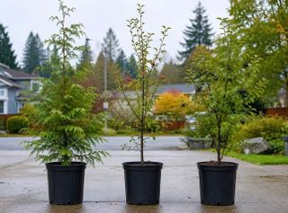 Burien Residents Can Pick Up a Free Tree on Oct. 10