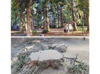 Port Sticks to Plan: Six Mathison Park Trees Swiftly Removed