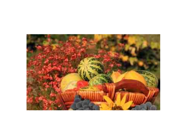 November Gardening Tasks: Putting the Garden to Bed