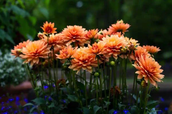 Gardening Tips: Fall & Winter Dahlia Care