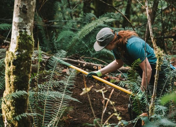 Miller and Walker Creek Watershed; Volunteers Needed!