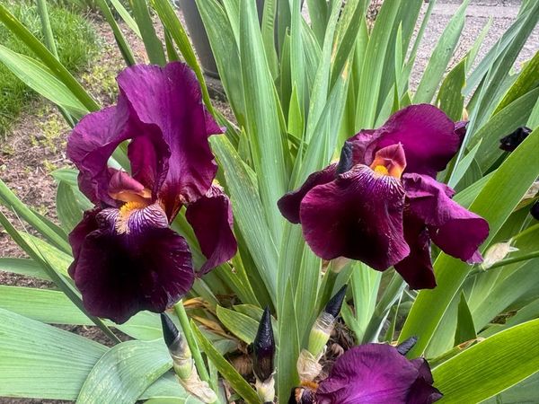 Highline SeaTac Botanical Garden Annual Plant Sale Returns May 30
