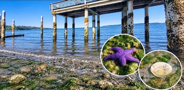 Redondo and Dash Point Showcase the Beauty of Summer's Lowest Tides