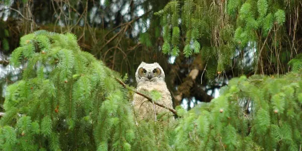 Discover the Owls of Normandy Park on a Guided Family Nature Walk