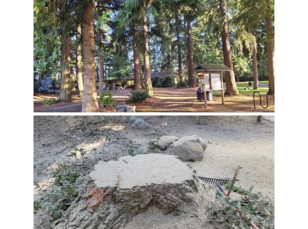 Port Sticks to Plan: Six Mathison Park Trees Swiftly Removed