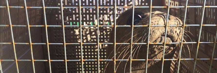 Two teenagers (and a seal!) rescued from Hilbre Island over the weekend