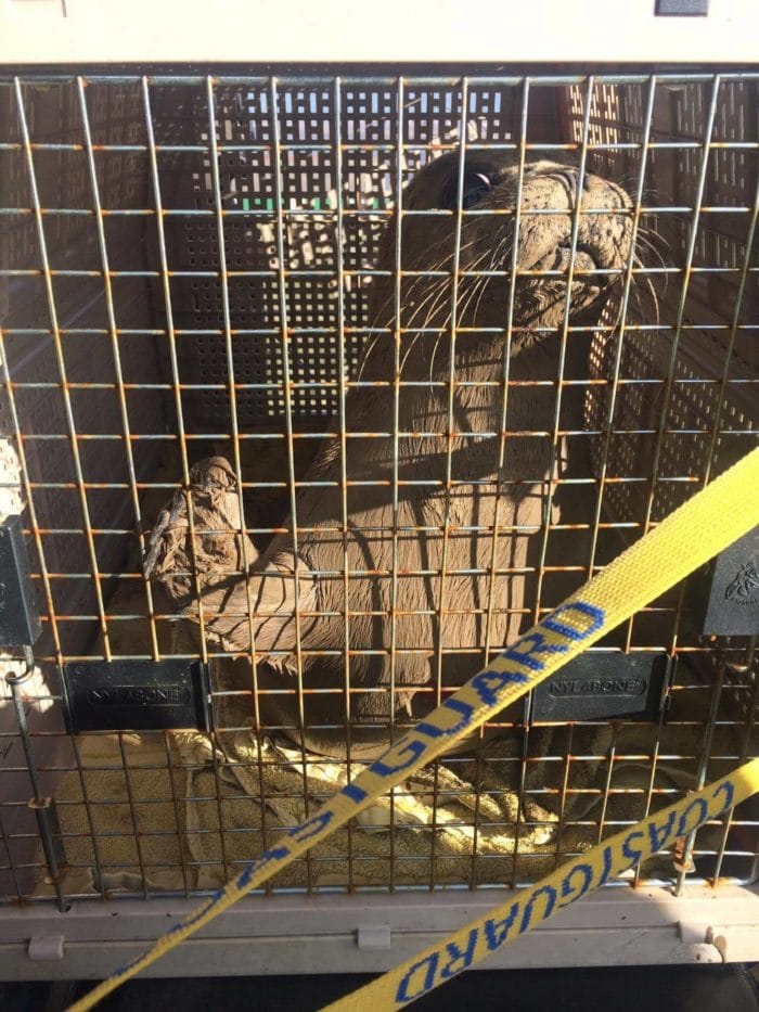 Rescued seal