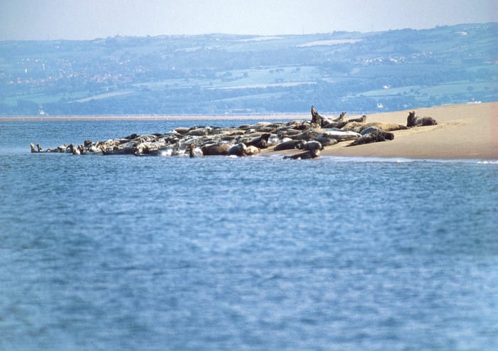 Seal on Hilbre
